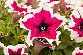 Petunia Bingo Purple Picotee