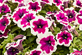 Petunia 'Bingo® Purple Picotee'