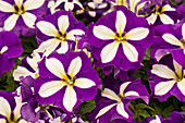 Petunia 'Crazytunia® Lucky Lilac'