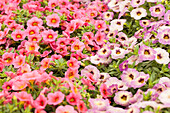 Calibrachoa