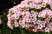 Petunia 'Peppy Purple'