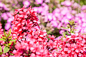 Phlox paniculata 'Early® Red'