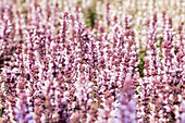 Salvia nemorosa 'Salute® Light Pink'