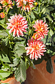 Dahlia 'XXL® Sunset'