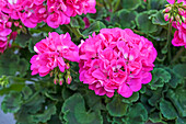Pelargonium zonale 'Summer Idols® Hot Pink'