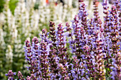 Salvia nemorosa Salute® Ice Blue