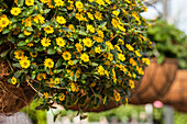 Sanvitalia procumbens Sunvy Trailing