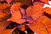 Coleus blumei 'Mainstreet Wall Street'