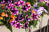 Petunia, bicoloured