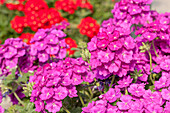 Verbena 'Empress Hot Pink Charme'