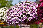 Calibrachoa 'Aloha Classic Blue Sky'