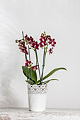 Phalaenopsis multiflora, red