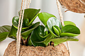 Peperomia obtusifolia