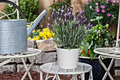 Lavandula stoechas 'Anouk'