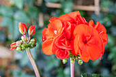 Pelargonium zonale, rot