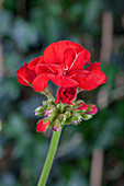 Pelargonium zonale