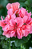 Pelargonium peltatum, pink