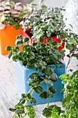 Green plants in a magnetic planter pot