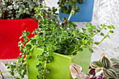 Green plants in a magnetic pot