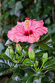 Hibiscus rosa-sinensis, pink