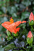 Hibiscus rosa-sinensis, orange