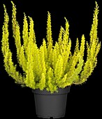 Erica arborea