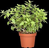 Hydrangea paniculata 'Diamantino'® Ren 101