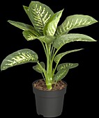 Dieffenbachia seguine 'Tropic Snow