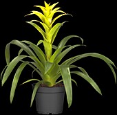 Guzmania, gelb