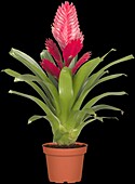 Vriesea, red