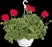 Pelargonium 'Calliope'®