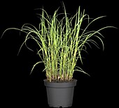 Miscanthus sinensis