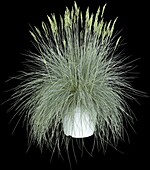 Festuca glauca 'Intense Blue'