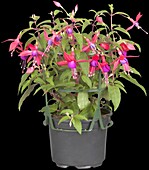 Fuchsia hybrid