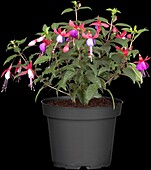 Fuchsia 'Jollies'®