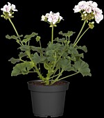 Pelargonium zonale