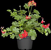 Pelargonium peltatum