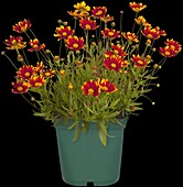 Gaillardia x grandiflora