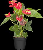 Anthurium andreanum