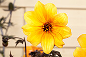 Dahlia x hortensis, gelb