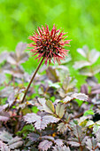 Acaena microphylla