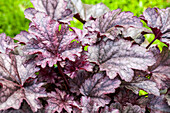 Heuchera