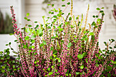 Calluna vulgaris