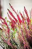 Calluna vulgaris