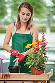 Garden centre sales assistant