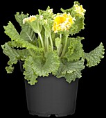 Primula vulgaris 'Sirocco'