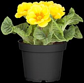 Primula vulgaris, yellow