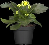 Kalanchoe blossfeldiana