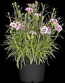 Dianthus 'Capitán'®