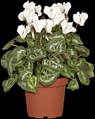 Cyclamen persicum 'Out-Land', white